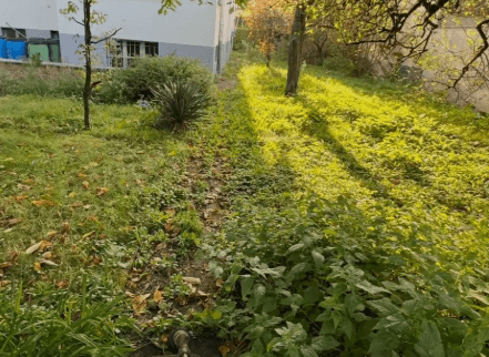 Unkrautbeseitigung entlang eines Gartenwegs